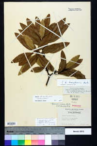 Quercus laurifolia image