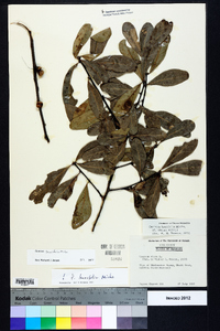 Quercus laurifolia image