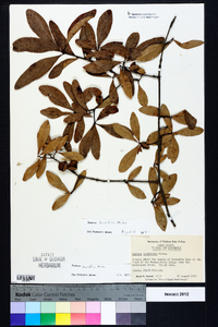 Quercus laurifolia image