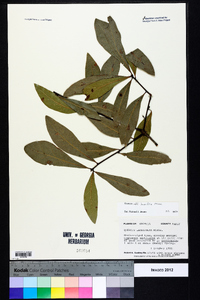 Quercus laurifolia image