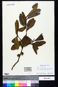 Quercus laurifolia image