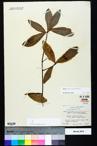 Quercus laurifolia image