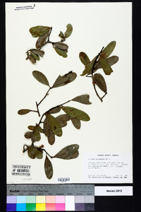 Quercus laurifolia image