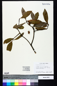 Quercus laurifolia image