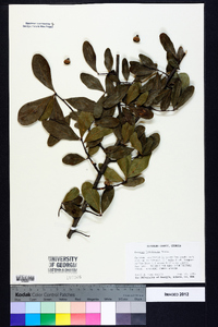 Quercus laurifolia image