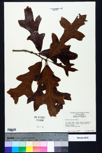 Quercus lyrata image