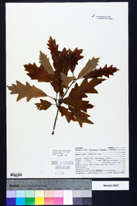 Quercus lyrata image