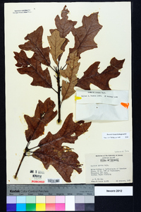 Quercus lyrata image