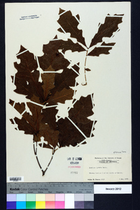 Quercus lyrata image