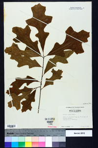 Quercus lyrata image