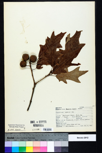 Quercus lyrata image