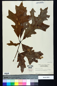 Quercus lyrata image