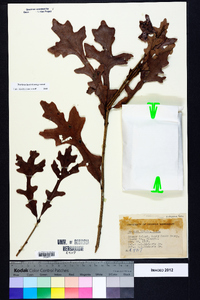 Quercus lyrata image