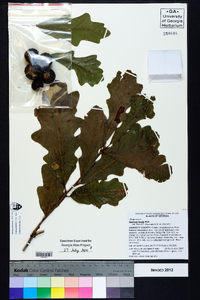 Quercus lyrata image