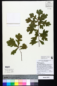Quercus lyrata image