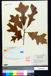 Quercus lyrata image