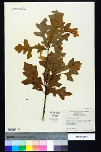 Quercus lyrata image