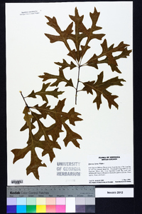 Quercus lyrata image