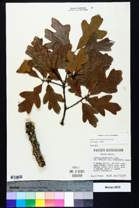 Quercus margaretta image