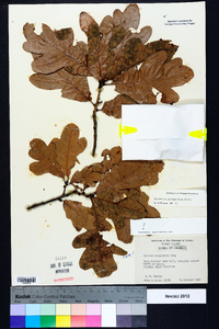 Quercus margaretta image