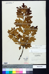 Quercus margaretta image