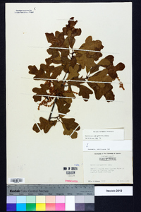 Quercus margaretta image