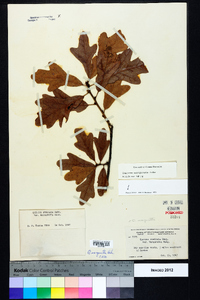 Quercus margaretta image