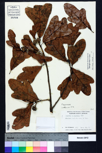 Quercus margaretta image