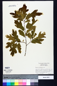 Quercus margaretta image