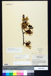 Quercus margaretta image