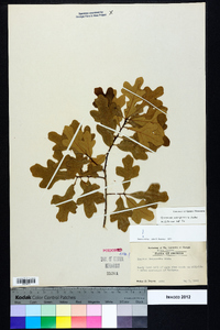 Quercus margaretta image