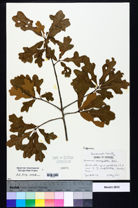 Quercus margaretta image