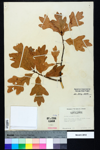 Quercus margaretta image