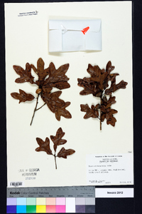 Quercus margaretta image