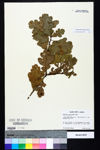 Quercus margaretta image