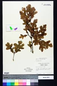 Quercus margaretta image