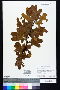 Quercus margaretta image