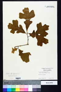 Quercus margaretta image