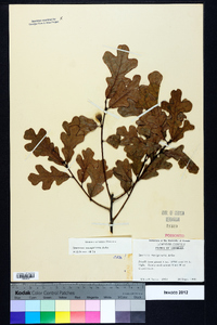 Quercus margaretta image