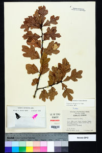 Quercus margaretta image