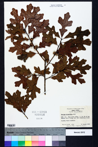 Quercus margaretta image