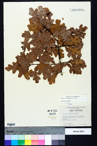 Quercus margaretta image