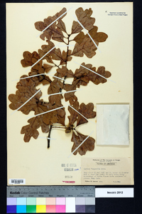 Quercus margaretta image