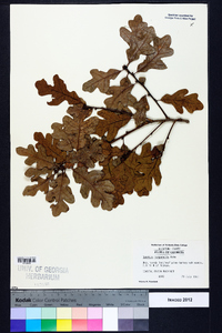 Quercus margaretta image