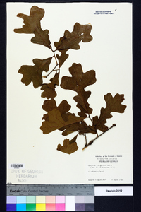 Quercus margaretta image