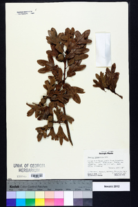 Quercus margaretta image