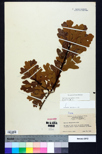 Quercus margaretta image