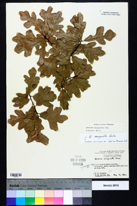 Quercus margaretta image