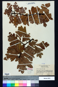 Quercus margaretta image