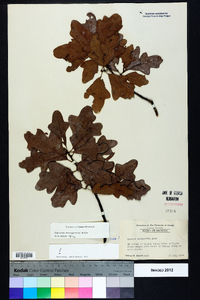 Quercus margaretta image